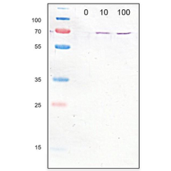 anti-GBP1 (human), pAb (IN111)