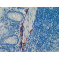 anti-LYVE-1 (mouse), pAb
