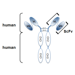 anti-Tubulin-GTP, mAb (rec.) (MB11)