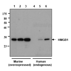 Western blot analysis of human and rat HMGB1 using anti-HMGB1, mAb (rec.) (GIBY-1-4) (Prod. No. AG-27B-0002)<br />
Different amounts of cell extracts from HEK293T cells (3μg, 5μg and 30μg) either transfected with a plasmid coding for rat HMGB1 (lanes 1, 