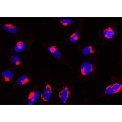 Rab6-GTP is detected by immunocytochemistry using anti-Rab6-GTP, mAb (AA2) (Prod. No. AG-27B-0004).<br /> <strong>Method:</strong> HeLa cells are grown in standard culture conditions, fixed with paraformaldehyde (3%), permeablized in  PBS+ BSA 0.2 % + Sap