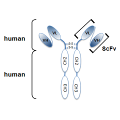 anti-Rab6-GTP, mAb (rec.) (AA2) (ATTO488)