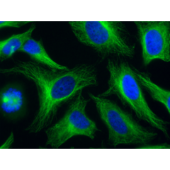 Human alpha-Tubulin is detected by immunocytochemistry using anti-alpha-Tubulin, mAb (rec.) (F2C) (ATTO 488) (Prod. No. AG-27B-0005TD). <br /><b>Method:</b> HeLa cells are grown in standard culture conditions, fixed with methanol, and incubated with anti-