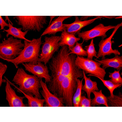 Human β-Tubulin is detected by immunocytochemistry using anti-β-Tubulin, mAb (rec.) (S11B) (Prod. No. AG-27B-0008). <br /><strong>Method:</strong> HeLa cells are grown in standard culture conditions, fixed with methanol, and incubated with anti-beta-Tubul