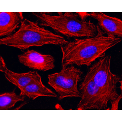 Human Myosin IIA (non-muscle) (heavy chain) is detected by immunocytochemistry using anti-myosin IIA (non-muscle) (rec.) (SF9) (Prod. No. AG-27B-0010). <br /><b>Method:</b> HeLa cells are grown in standard culture conditions, fixed with methanol, and incu