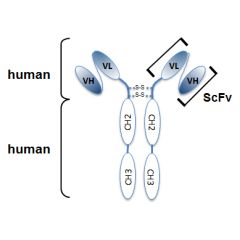 Structure of the recombinant antibody anti-PEDF (human), mAb) (rec.) (Serpy-1-4) (Prod. No. AG-27B-0014). The single chain variable human fragment (ScFv) selected by antibody phage display technology and specific to the antigen of interest is fused to a h