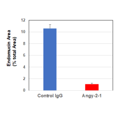 Structure of the recombinant antibody anti-Angiopoietin-2, mAb (rec.) (blocking) (Angy-2-1) (Prod. No. AG-27B-0016). The single chain variable human fragment (ScFv) selected by antibody phage display technology and specific to the antigen of interest is f