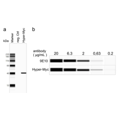 anti-c-Myc, mAb (rec.) (9E10 improved variant) (Fc Human)