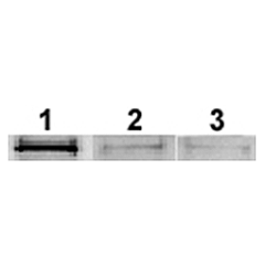 Adiponectin (rat) (rec.)