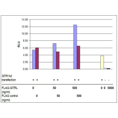 GITRL, Soluble (mouse) (rec.) (Prod. No. AG-40A-0008) induced GITR-mediated NF-&kappa;B activation. <br /> HEK293 cells were transiently transfected with 20ng of a (NF-&kappa;B)-Luc reporter, 2ng of a Renilla luciferase, and with 20ng of a GITR full lengt