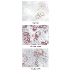 Insulin-mimetic effects on stimulated differentiating 3T3-L1 cells. <br />
10&mu;g/ml Nampt (mouse) (rec.) (His) (Prod. No. AG-40A-0017) or human insulin was added to differentiating 3T3-L1 cells that had been stimulated with 1&mu;M dexamethasone and 0.5m
