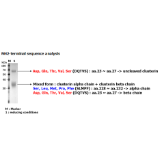 After denaturation of recombinant secretory clusterin in the presense of &beta;-mercaptoethanol followed by boiling, two distinct bands, 60kDa and 35kDa, were seperated on SDS-PAGE. The two bands were extracted and subjected to determination of their N-te