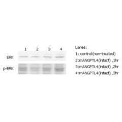 ERK phosphorylation induced by hANGPTL4 in THP-1 cells.<br />
THP-1 monocyte cells were serum starved for 16hr and then stimulated with ANGPTL4 (mouse) (rec.) (Prod. No. AG-40A-0075) (500ng/ml) for 1, 2 and 3 hrs, respectively. Antibodies against pERK1/2 