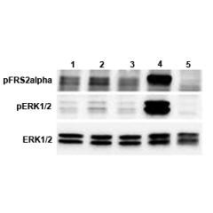 ERK and FRS2&alpha; phosphorylation induced by FGF-21 in bKlotho expressing cells.<br />
bKlotho expressing cells were serum starved for 16hr and then stimulated with hFGF-21-His (competitor), FGF-21-Fc (Prod. No. AG-40A-0095), mCD137-Fc (Fc control) and 