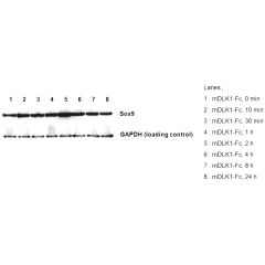 DLK1 (mouse):Fc (human) (rec.)