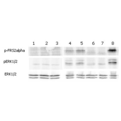 ERK and FRS2&alpha; phosphorylation induced by FGF-21 in Klotho expressing cells.<br />
Klotho expressing HEK 293EBNA cells were serum starved for 16hr and then stimulated with hFGF-23-His, FGF-23-Fc (Prod. No. AG-40A-0109), mCD137-Fc (Fc control) and FGF