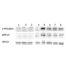 FGF-23 (human) (rec.) (His)