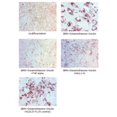 Adipogenesis inhibition of 3T3L1 cells.<br />3T3L1 cells were maintained in DMEM, supplemented with 10% fetal bovine serum, penicilin-streptomycin. Adipogenesis was initiated by adding 1&mu;M dexamethasone, 0.5mM IBMX, 10&mu;g/ml insulin (day 0) until day