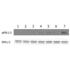 ERK and FRS2&alpha; phosphorylation induced by FGF-23 in Klotho expressing cells.<br />
Klotho expressing HEK 293EBNA cells were serum starved for 16hr and then stimulated with mFGF-23-Fc (Prod. No. AG-40A-0128), and FGF-b (100ng/ml) (positive control) f