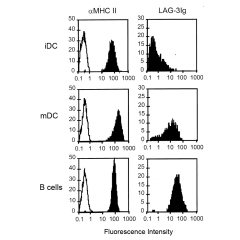 Binding of LAG-3 (human):Fc (human) (rec.) (Prod. No. AG-40B-0031)&nbsp;on dendritic and B cells. <strong>Method:</strong> Monocyte-derived immature DC (iDC), DC matured for 48h with LPS (mDC) and EBV-transformed B-cells are incubated with either an anti-