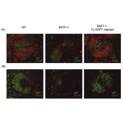 Restoration of the splenic T and B cell architecture in Fc-BAFF injected BAFFdeficient mice. BAFF deficient mice were injected at day 0 with 100mg BAFF (human):Fc (human) (AG-40B-0120) intravenously and at day 14 with 50mg BAFF (human):Fc (human) intraper