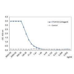 CD152 [CTLA-4] (human) (rec.) (untagged)