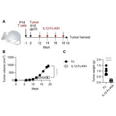 IL-12 (mouse):Fc-KIH (human) (rec.) (Prod. No. AG-40B-0240) inhibits tumor growth <i>in vivo.</i> <b>Method:</b> C57BL/6 (B6) mice are transferred with P14 TCR transgenic CD8+ T cells on day -1 (d-1) and implanted (subcutaneous) with B16-gp33 tumor cells 