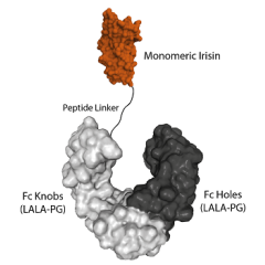 Fc (LALA-PG)-KIH (human):Irisin (monomeric) (rec.)