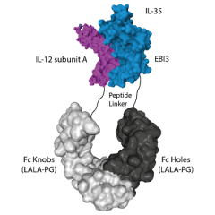 Protein structure of IL-35 (human):Fc (LALA-PG)-KIH (human) (rec.) (Prod. No. AG-40B-0252) containing a single heterodimer.