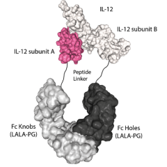 IL-12 (mouse):Fc (LALA-PG)-KIH (human) (rec.)