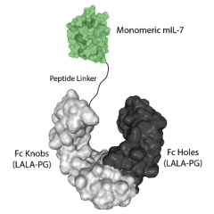 Protein structure of IL-7 (mouse) (monomeric):Fc (LALA-PG)-KIH (human) (rec.) (Prod. No. AG-40B-0256).