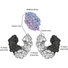 Protein structure of Midkine (mouse):Fc (silent) InVivoKine™ (Prod. No. AG-40B-0282).