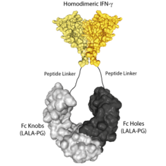 Protein structure of IFN-&gamma; (human):Fc (silent) InVivoKine™ (Prod. No. AG-40B-0283).