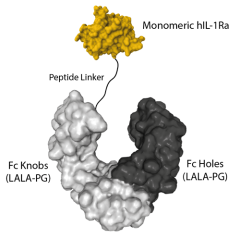 IL-1Ra (human) (monomer):Fc (silent) InVivoKine™