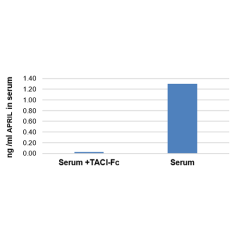 Specific quantitation of APRIL in human serum.<br />
<b>Method:</b> Serum from a healthy patient is treated with TACI (human):Fc (human) (Prod. No. AG-40B-0079) coupled to NHS-Sepharose (or EDAR-Fc beads as control). APRIL levels were measured using the 