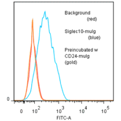 CD24 (human)-muIg Fusion Protein