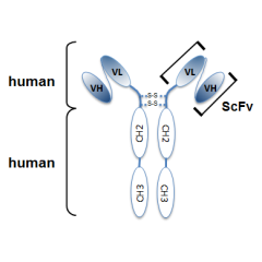 Schematic antibody structure of the recombinant antibody anti-Netrin-1 (human), mAb (rec.) (H4) (Prod. No. AG-27B-0020PF). The single chain variable human fragment (ScFv) selected by antibody phage display technology and specific to the antigen of interes