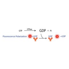 Transcreener GDP FP Assay