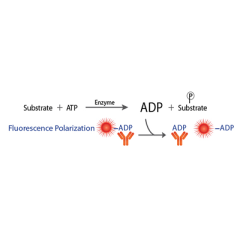 Transcreener ADP2 FP Assay