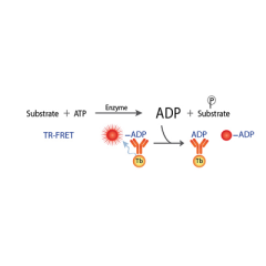 Transcreener ADP2 TR-FRET Assay