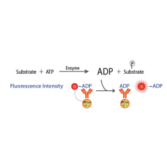 Transcreener ADP2 FI Assay