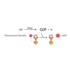 Transcreener GDP FI Assay
