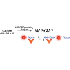 Transcreener AMP2/GMP2 FP Assay