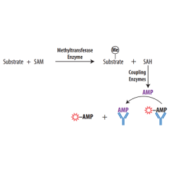 Transcreener EPIGEN Methyltransferase FP Assay