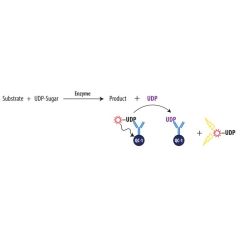 Transcreener UDP2 FI Assay