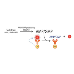 Transcreener AMP2/GMP2 TR-FRET Assay
