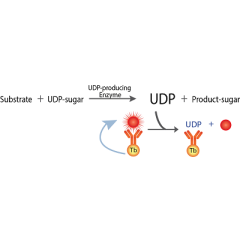 Transcreener UDP2 TR-FRET Assay