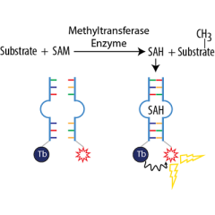 AptaFluor SAH Methyltransferase TR-FRET Assay