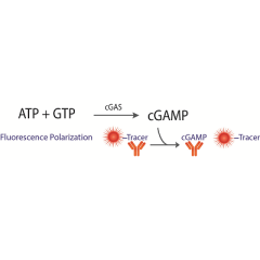 Transcreener cGAMP cGAS FP Assay & cGas Enzyme Bundle