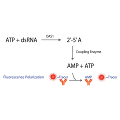 Transcreener OAS FP Assay
